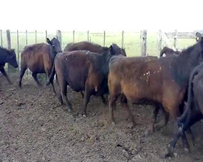 Lote 34 Vacas Nuevas preñada en Ayacucho