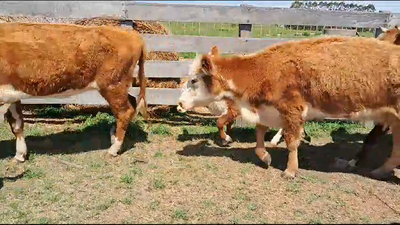 Lote (Vendido)14 Piezas de cría Hereford y Cruzas en Ecilde Paullier