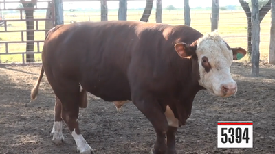 Lote Hereford