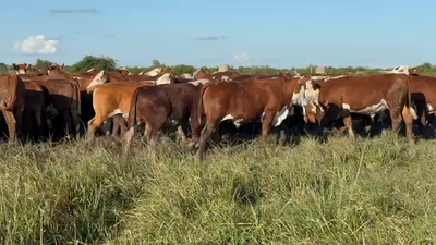 Lote 90 Novillitos