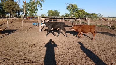 Lote 11 Terneros