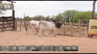 Lote LOTE 59