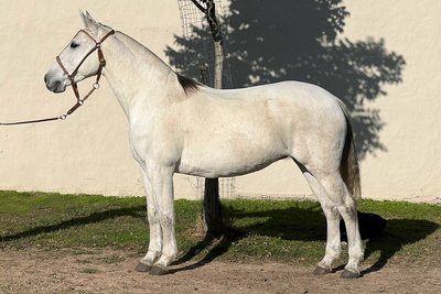 Lote ASAFATA RUMBEADORA