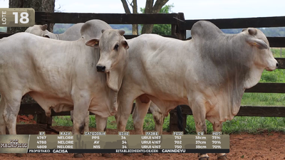 Lote LOTE 18