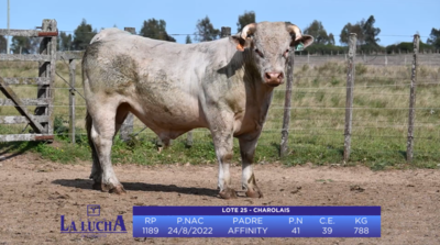 Lote TORO CHAROLAIS