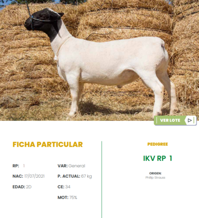 Lote LOTE 15