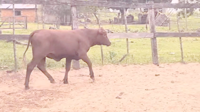 Lote Vaquillas Brangus 297kg -  en Cnel. Oviedo