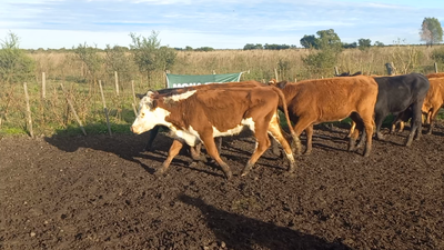 Lote 55 Novillitos  EN IBICUY ENTRE RIOS