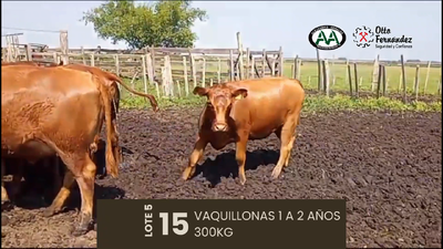 Lote 15 Vaquillonas 1 a 2 años, Artigas