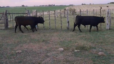 Lote TORITOS