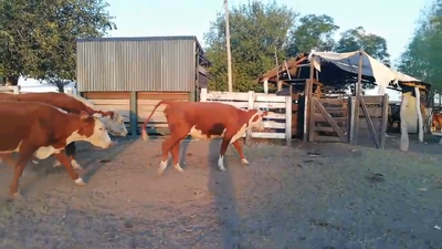Lote 85 Vacas de invernar en Federal, Entre Ríos