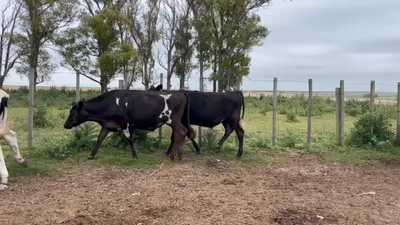 Lote NOVILLOS 1 a 2 AÑOS