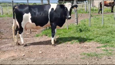 Lote Vacas de Invernada Holando 550kg - , San José