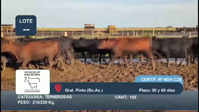 Lote 105 Terneros/as