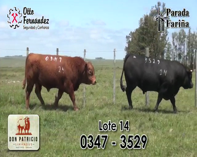 Lote TOROS LIMANGUS