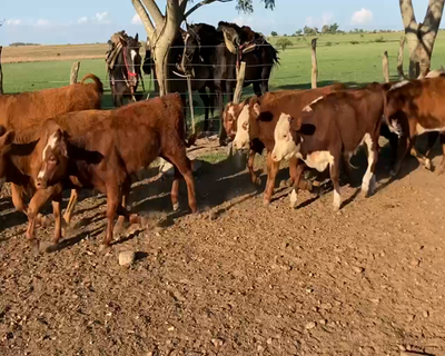 Lote 80 Terneros en Mercedes, Corrientes