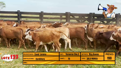 Lote LOTE 123
