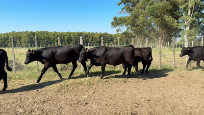 Lote TERNEROS