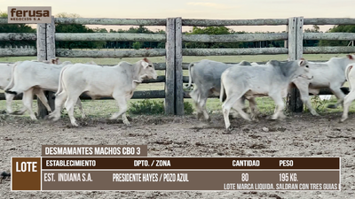 Lote LOTE 1