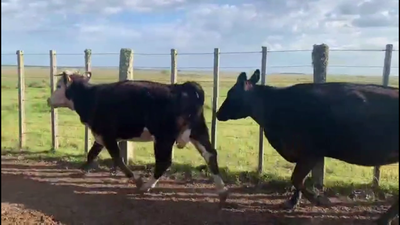 Lote 12 Vacas de Invernada RAZAS CARNICERAS 440kg -  en DIEGO LAMAS, 20 KM DE B.BRUM