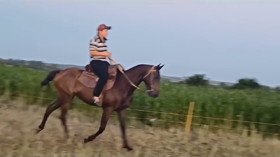 Lote CABALLO PURA SANGRE
