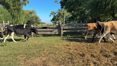 Lote VACAS DE INVERNADA
