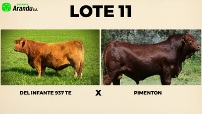 Lote LOTE 11