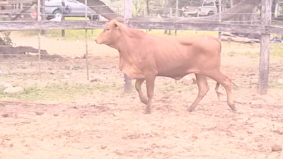 Lote Vaquillas Brangus 280kg -  en Cnel. Oviedo