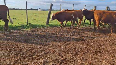 Lote TERNEROS