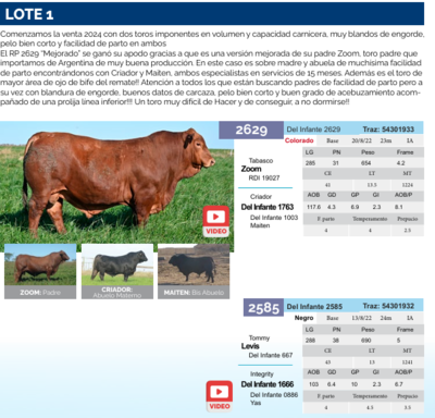 Lote Lote 1