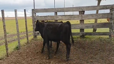 Lote (Vendido)2 Terneros Cruzas 230kg -  en Polancos