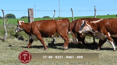  Lote 4  Vientres Preñados