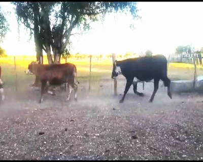 Lote 67 Vacas de invernar en Mte. Caseros, Corrientes