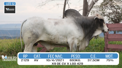 Lote LOTE 52