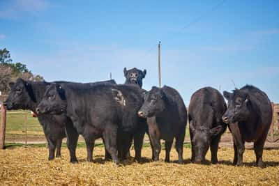 Lote "TRES MOLINOS" Vaquillas Controladas Preñadas