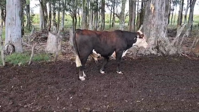 Lote TORO