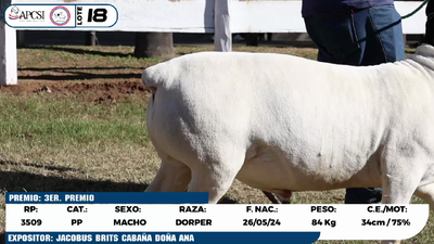 Lote LOTE 18