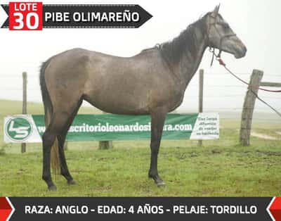 Lote PIBE OLIMAREÑO