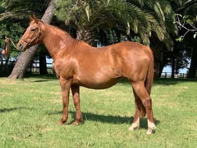 Lote Golden Darling – Yegua preñada de Invasor