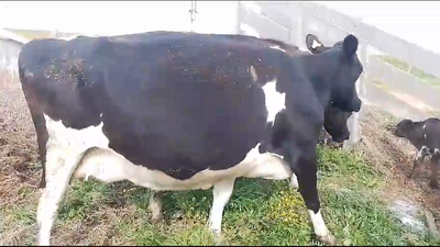 Lote 2 Vacas de Invernada Holando 470kg -  en Libertad
