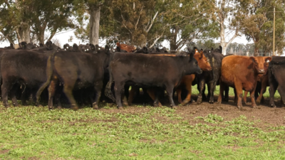 Lote 5 VAQUILLONAS PURAS POR CRUZA