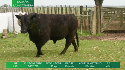 Lote ANGUS RP:  1198