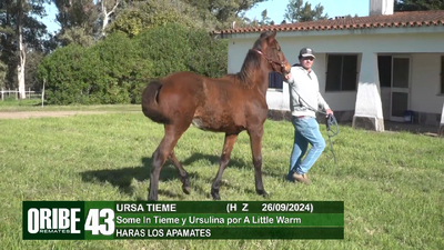 Lote Lote 43