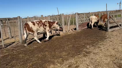 Lote 33 Vacas Braford y cruzas británicas en Altos de Chipion, Córdoba