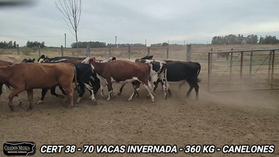 Lote 70 Vacas de Invernada en Canelones