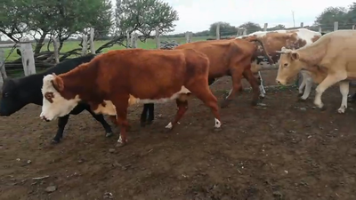 Lote 35 Vacas de invernar en Federal, Entre Ríos