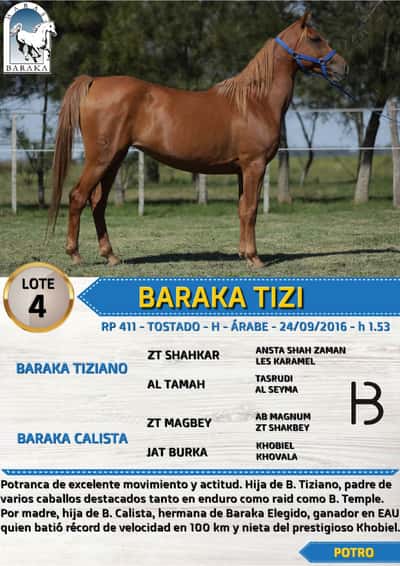 Lote BARAKA TIZI