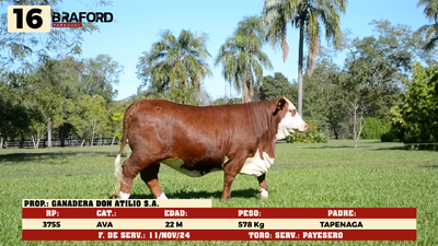 Lote LOTE 16