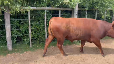 Lote Cabaña El Nano