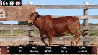 Lote LOTE 64